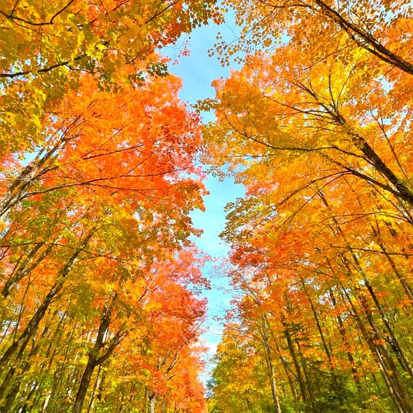 Meet your Posher, Lexi - Picture 1 of 1